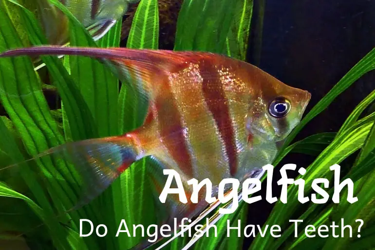 Do Angelfish Have Teeth?