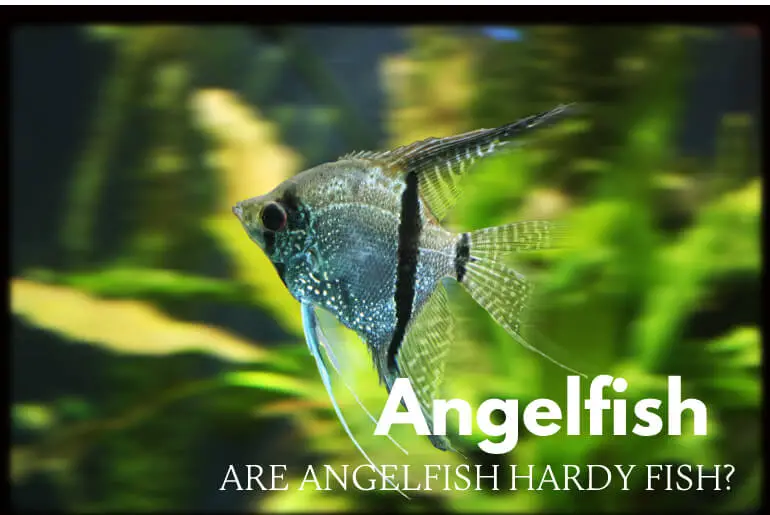 Are Angelfish Hardy Fish?