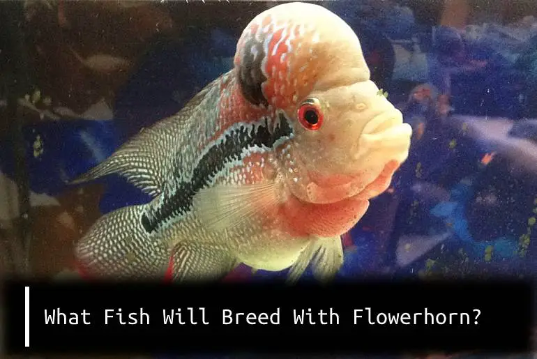 What Fish Will Breed With Flowerhorn? - Fish Keeping Guide