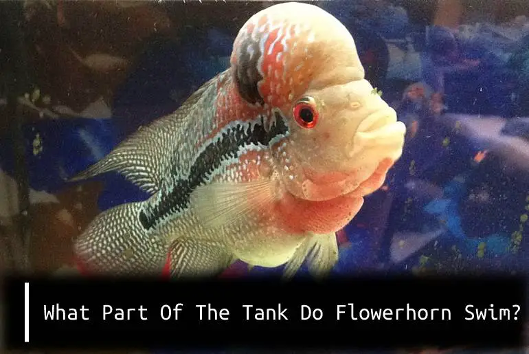 what part of tank do flowerhorn swim