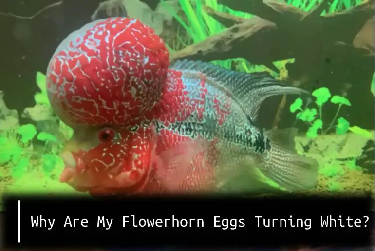 why are my flowerhorn eggs turning white