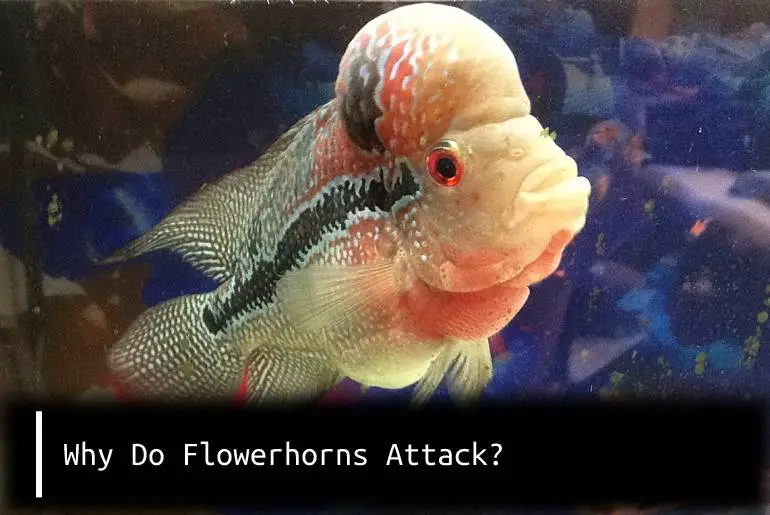flowerhorns attack