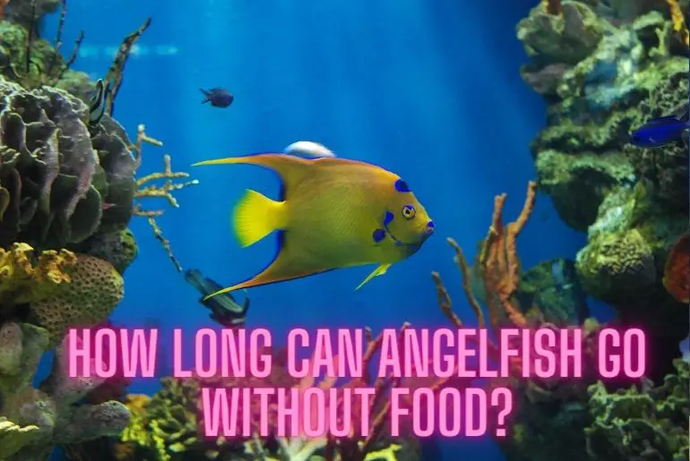 How Long Can Angelfish Go Without Food?