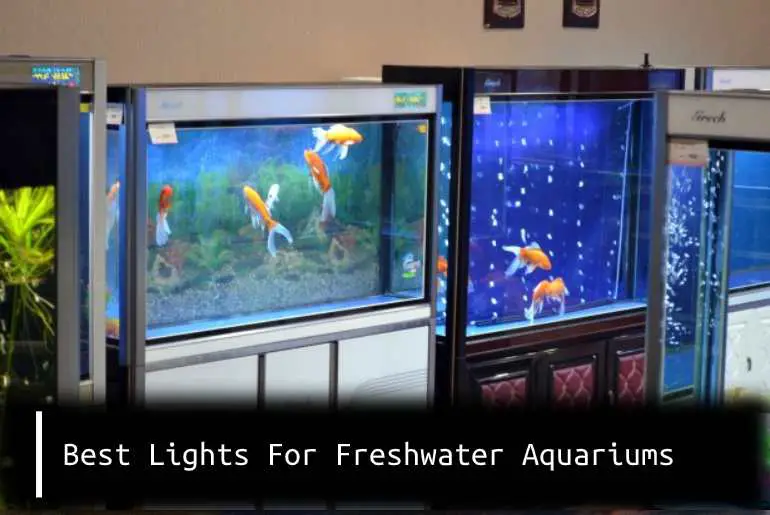 best lights for freshwater aquarium