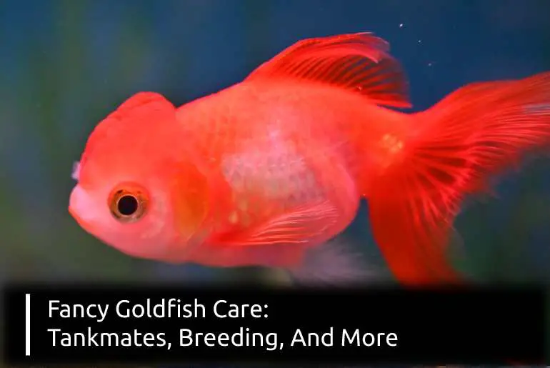 fancy goldfish care