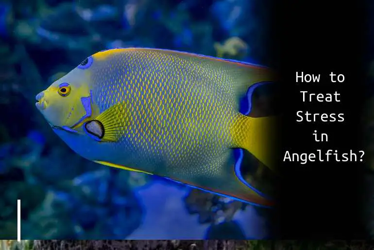 how-to-treat-stress-in-angelfish