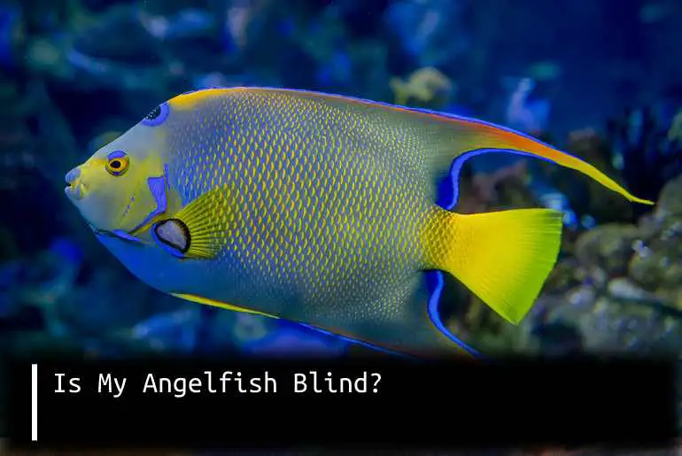 is my angelfish blind