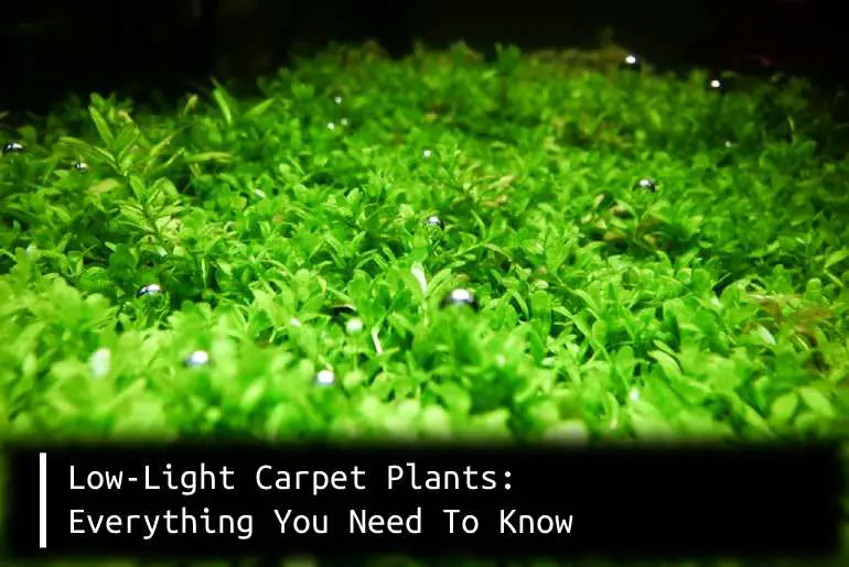 low light carpet plants