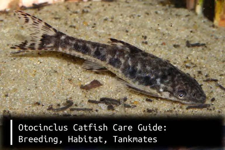 otocinclus catfish