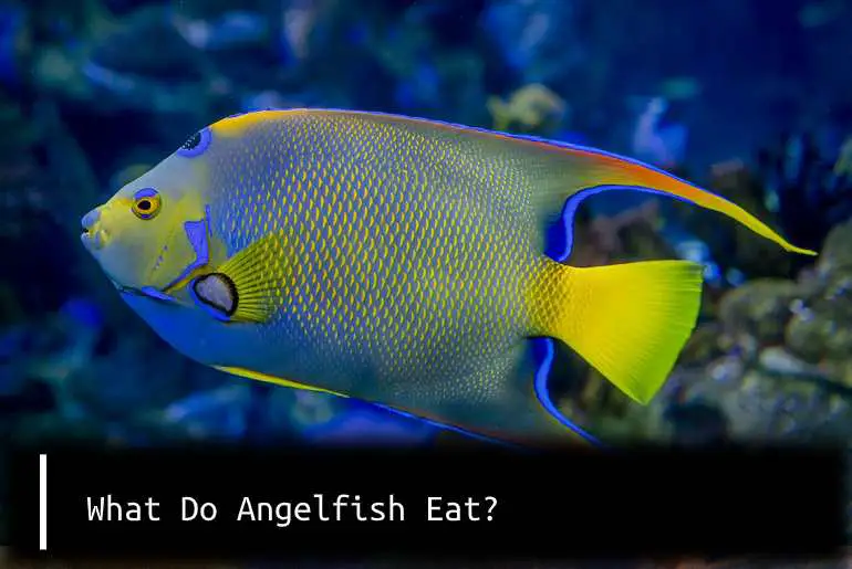 angelfish eat