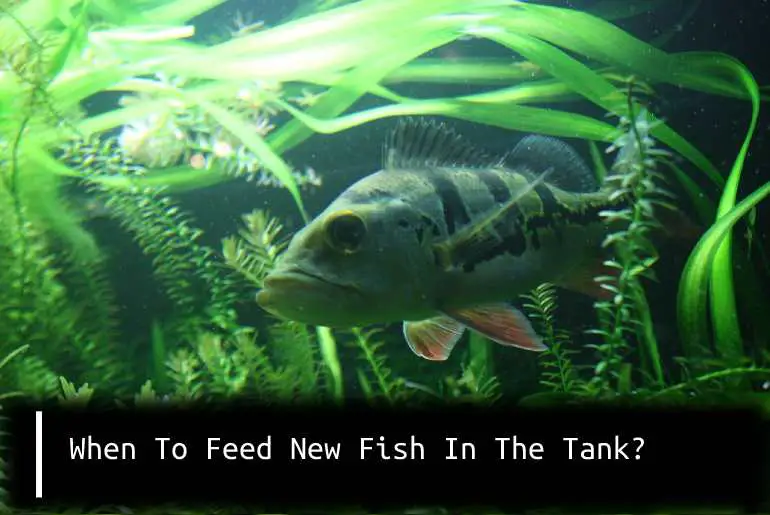 when to feed new fish in the tank