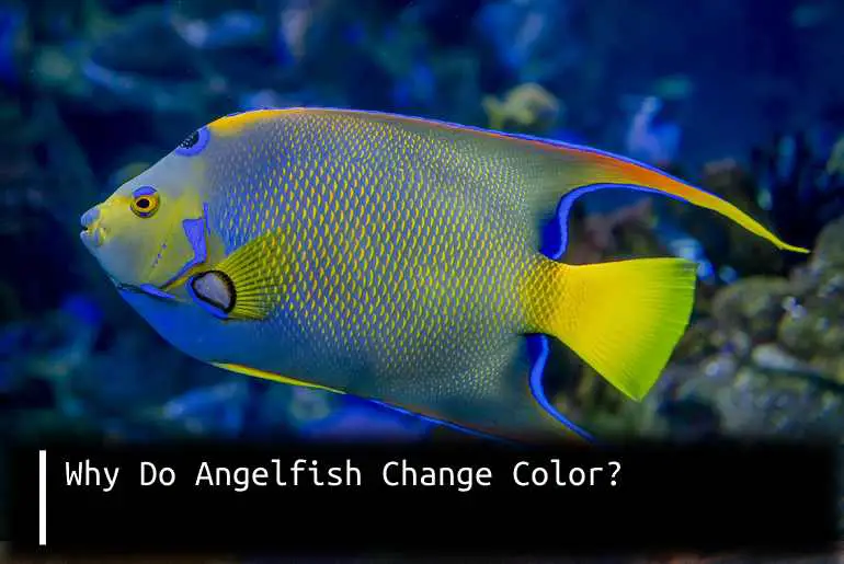 Why Do Angelfish Change Color?