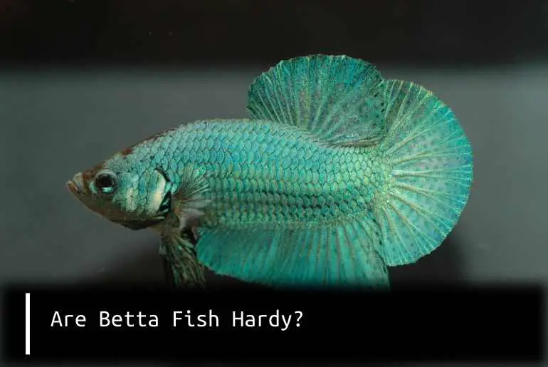 are betta fish hardy