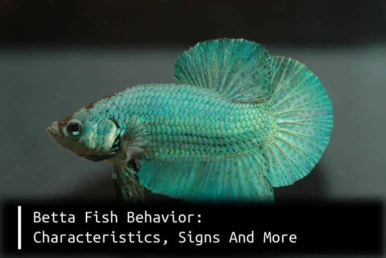 betta fish behavior
