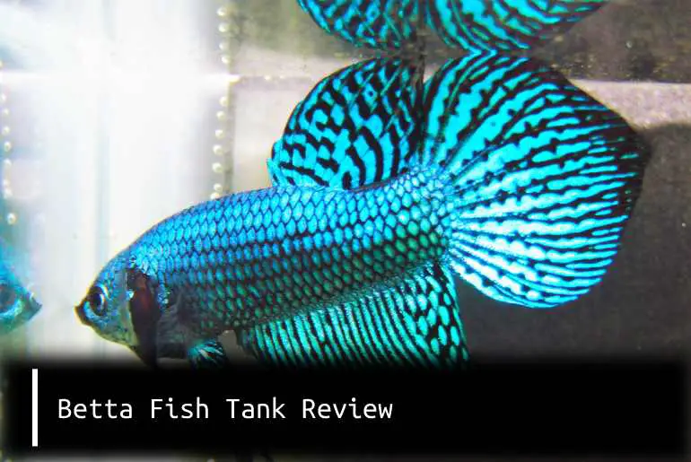 betta fish tank review