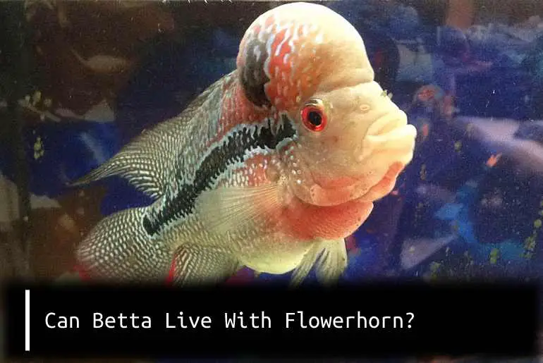 betta live with flowerhorn