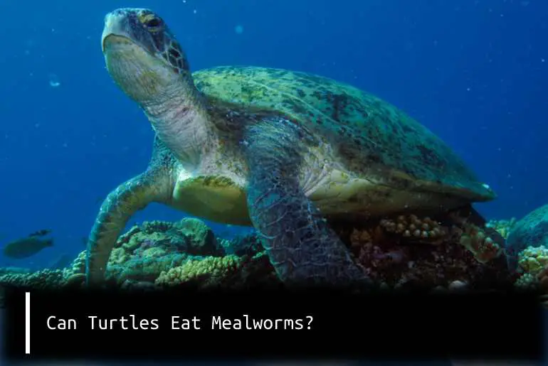 can turtle eat mealworms