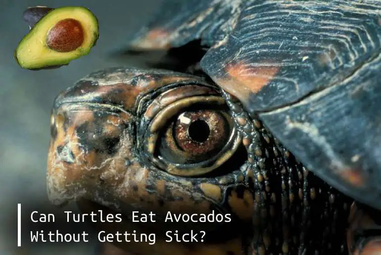 can turtles eat avocados