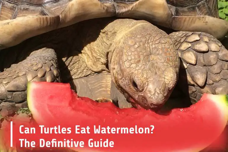 Can Turtles Eat Watermelon