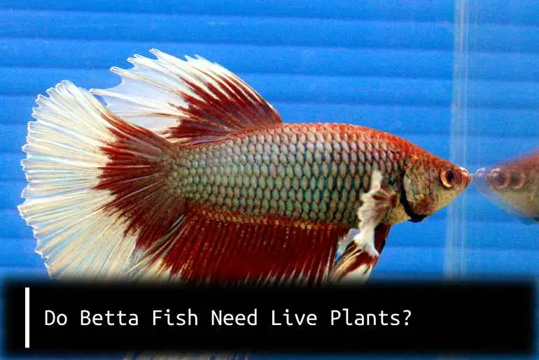 do betta fish need live plants