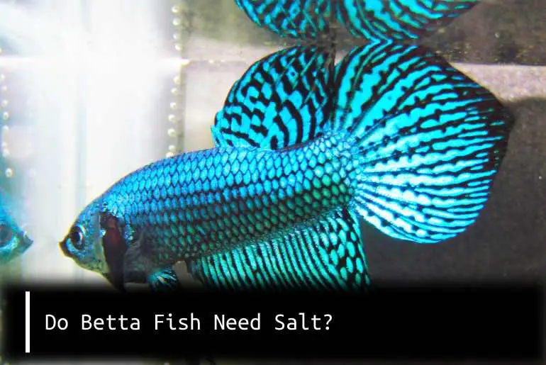 do betta fish need salt