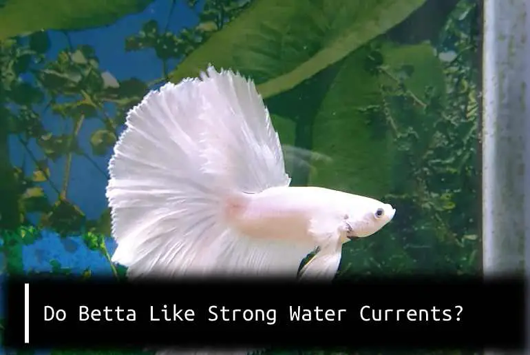 Do Betta Like Strong Water Currents?