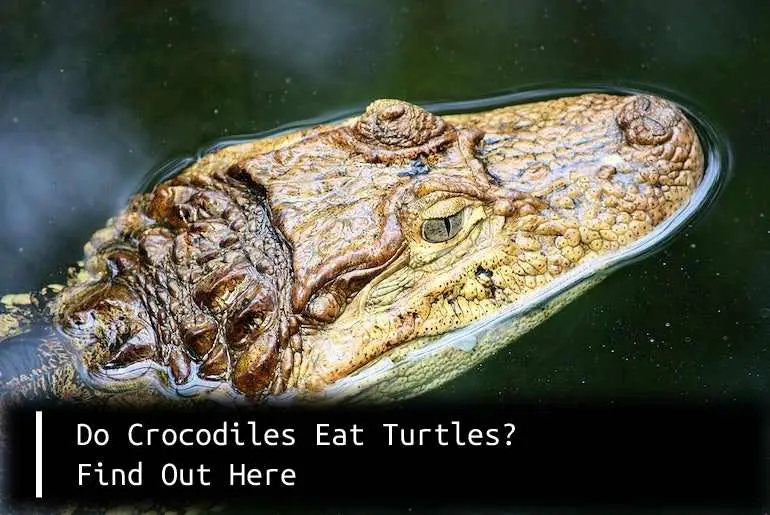 crocodile eat turtles