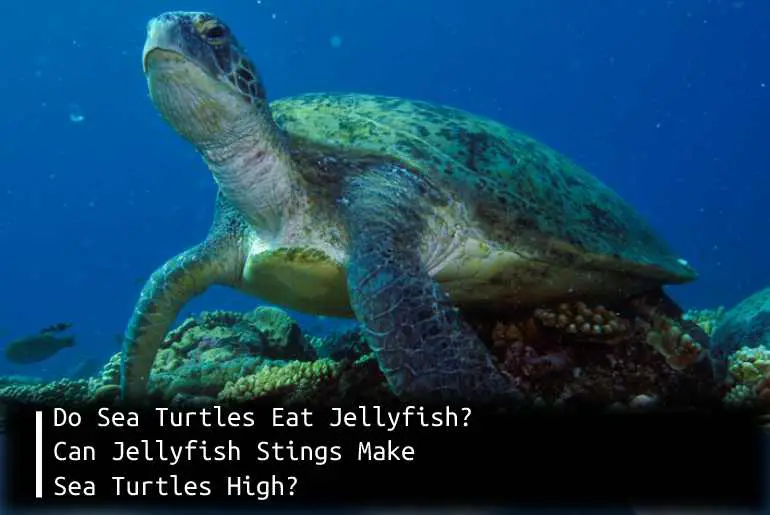 Do Sea Turtles Eat Jellyfish? Can Jellyfish Stings Make Sea Turtles High?