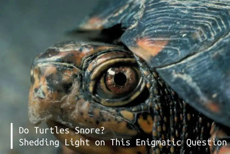 do turtles snore