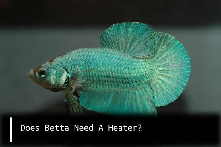 does betta need a heater