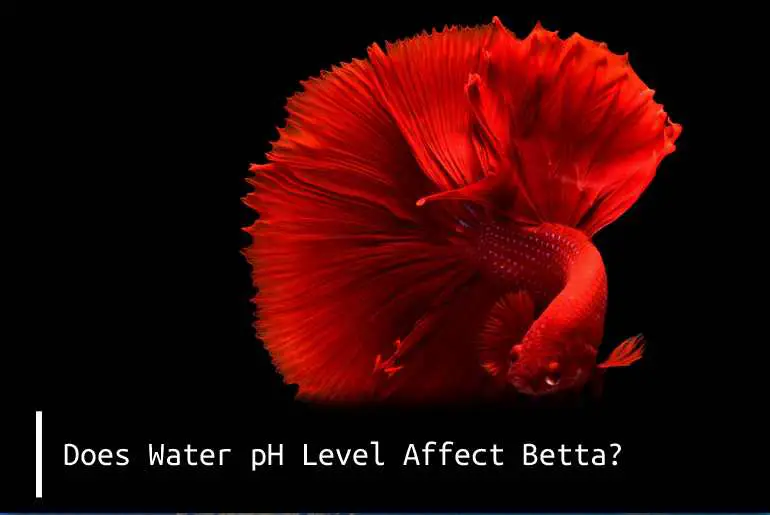 does water ph level affect betta