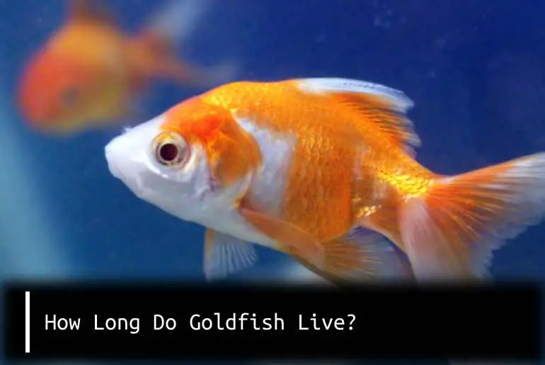 how long to goldfish live