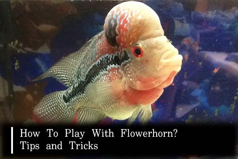 how to play with flowerhorn
