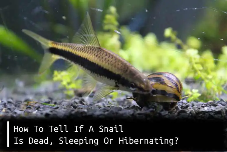 how to tell if a snail is dead, sleeping or hibernating