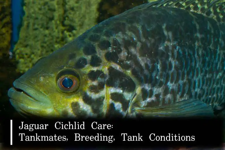 Jaguar Cichlid care