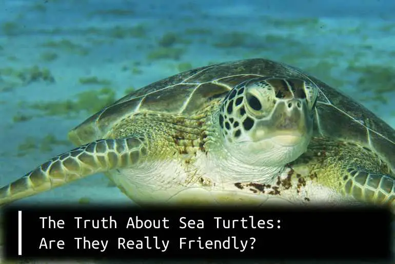 Are sea turtles friendly