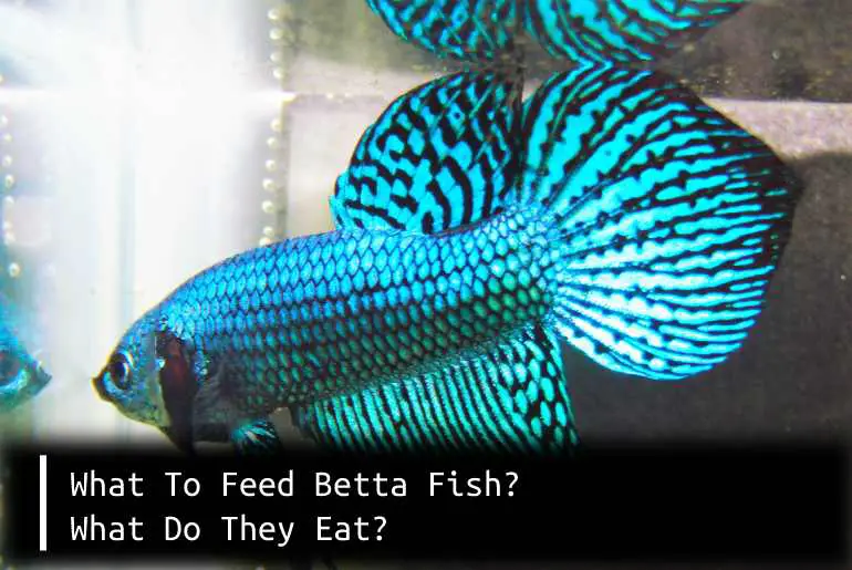 what to feed betta fish