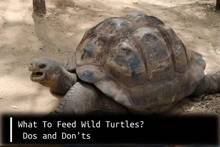 feed wild turtles