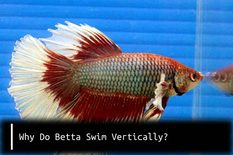 why do betta swim vertically