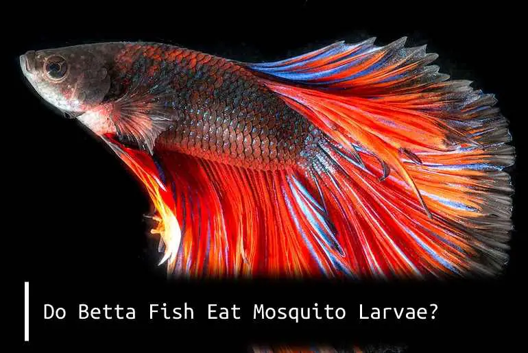 betta fish eat mosquito larvae