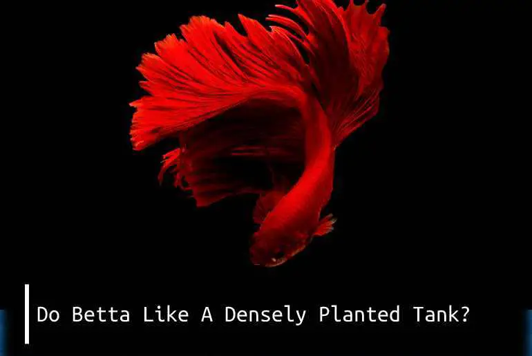 betta like densely planted tank