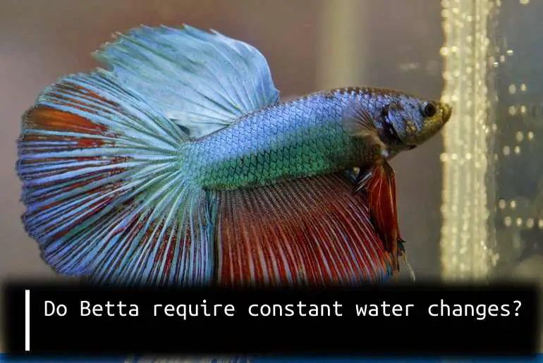 betta require constant water changes