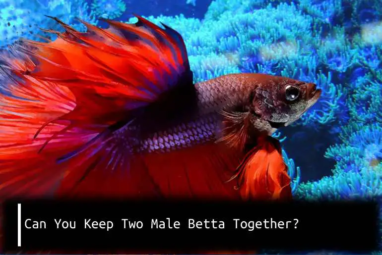 Can You Keep Two Male Betta Together?