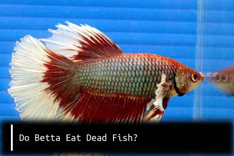 do betta eat dead fish