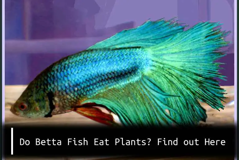 Do Betta Fish Eat Plants? Find out Here