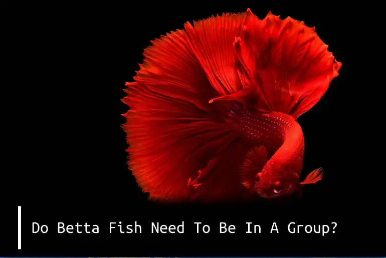 do betta fish need to be in a group