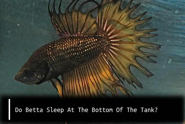 Do Betta Sleep At The Bottom Of The Tank?