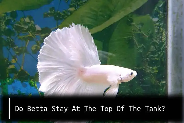 Do Betta Stay At The Top Of The Tank?