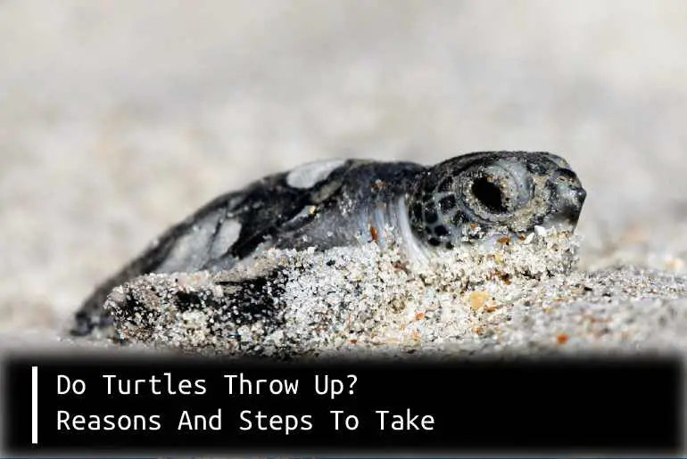 Do Turtles Throw Up? Reasons And Steps To Take