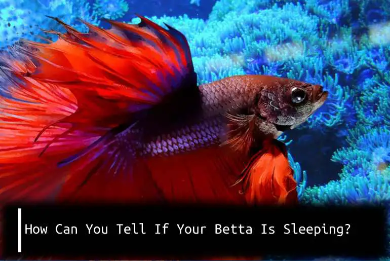 How Can You Tell If Your Betta Is Sleeping?